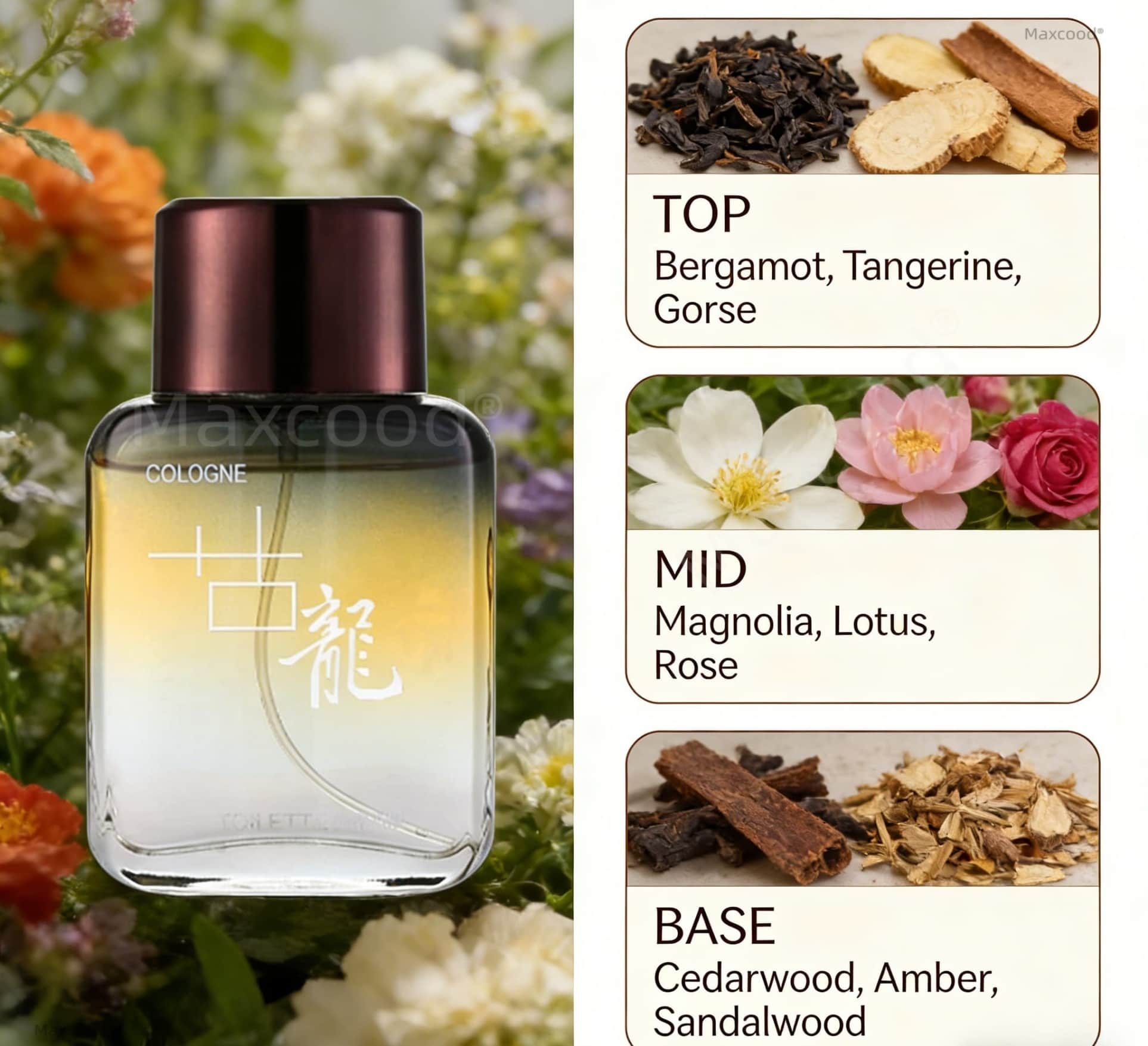 Maxcood A Citrus Men Cologne P – Unique Perfume Fragrance Bewertung und Preis